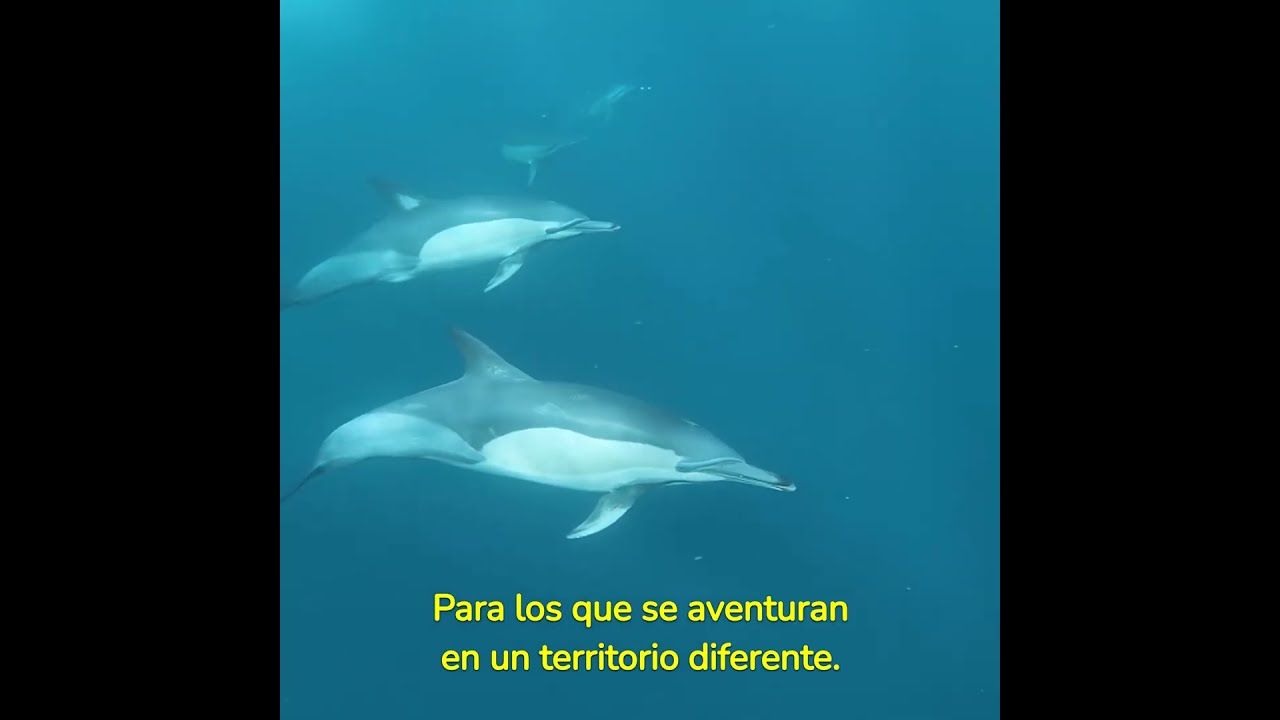 sea-cual-sea-tu-instinto-te-ayud-1